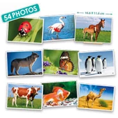 Képsorozatok - állatok