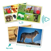 Természet és állatok